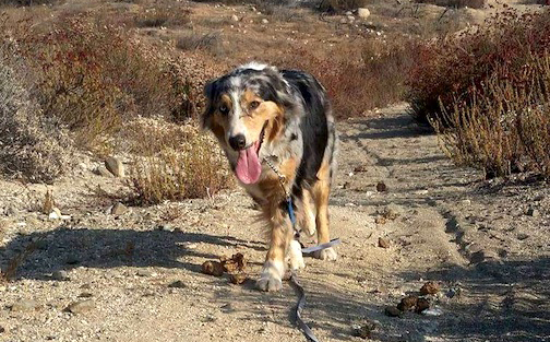 Australian Shepherd Rescue