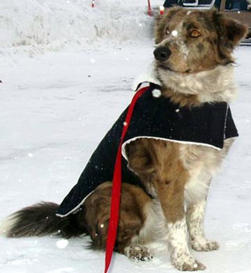 Surf Dog