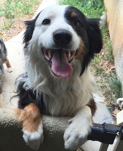 australian shepherd foster