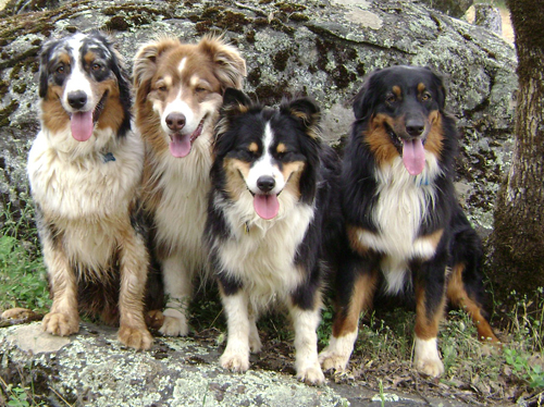 forsøg fest snak Adoption – Aussie Rescue SoCal