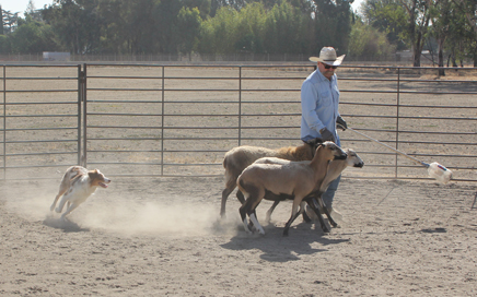 Herding Trials Herding