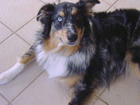 Pepper
