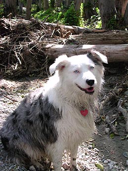 Stella
