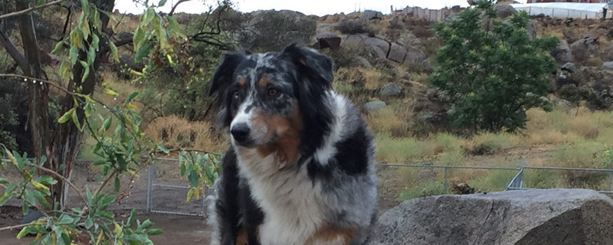 Australian Shepherd Rescue
