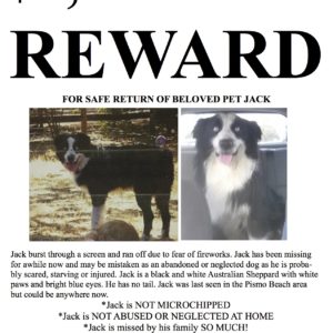 Lost and Found – Aussie Rescue SoCal