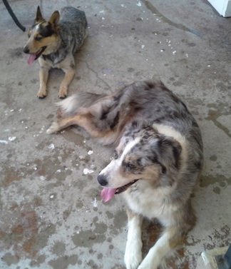 founddogs_w_EricFord