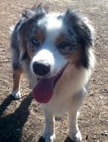 lostdog_BMF_w_Linzi