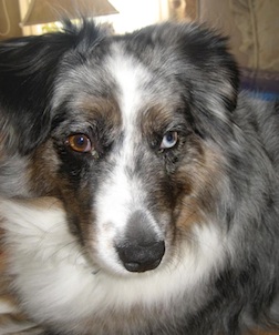 lostdog_BMM_w_Fran