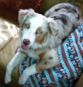 lostdog_Blue_wJennifer