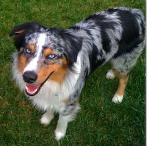 lostdog_Boochie_w_Arlene