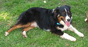 lostdog_Buddy_w_Janie