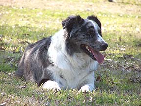 lostdog_Buzz_w_Terri