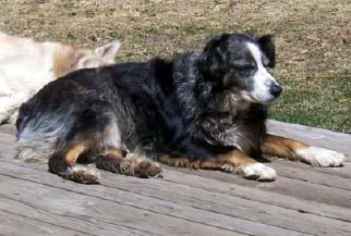 lostdog_Charlie_w_Steve