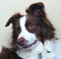 lostdog_Cooper1_w_Janet