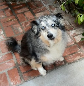 lostdog_Daisy_w_Cecilia