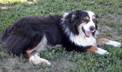 lostdog_Levi_w_Bobbie
