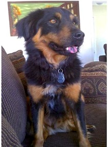 lostdog_Lincoln