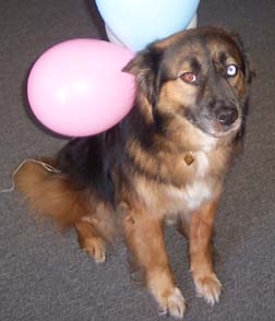 lostdog_Mia_w_Ragga