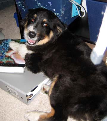 lostdog_Oslo_w_Carrie