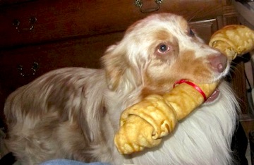 lostdog_RMM_craigslist