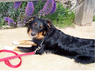 lostdog_Remy