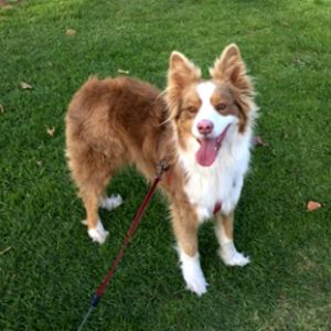 lostdog_Tugger_w_Shashi