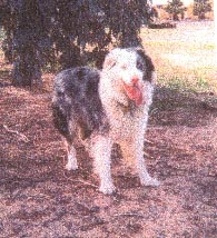lostdog_Tyrone_w_Arlene