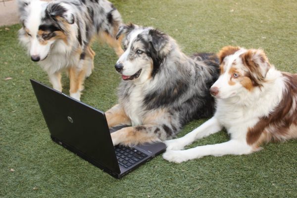 3 Dogs and A Laptop