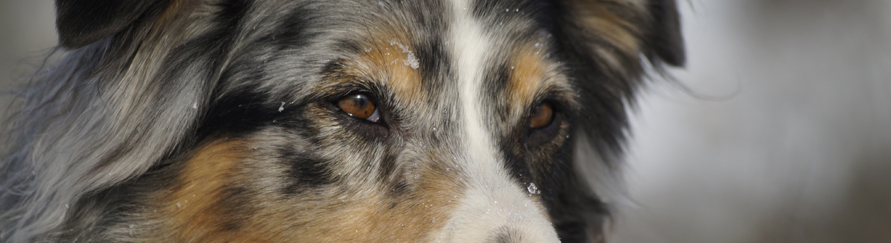 Aussie Eyes