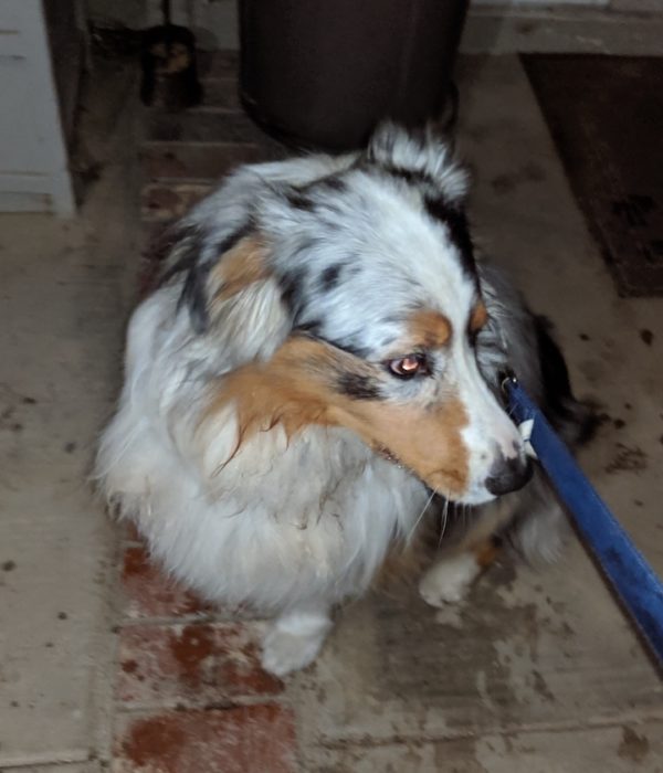 Found Aussie