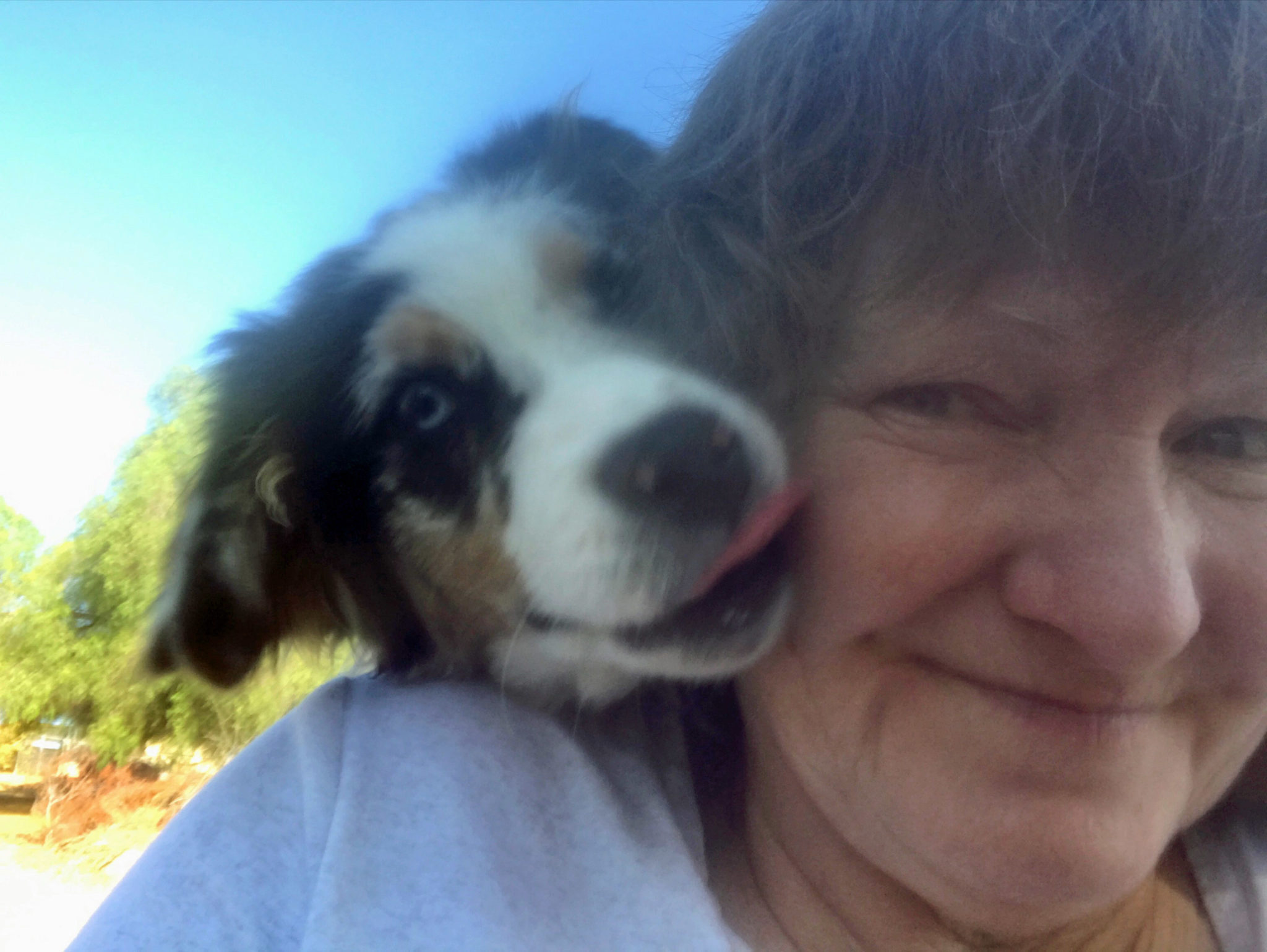 Aussie Rescue Houston - vs6g0uo