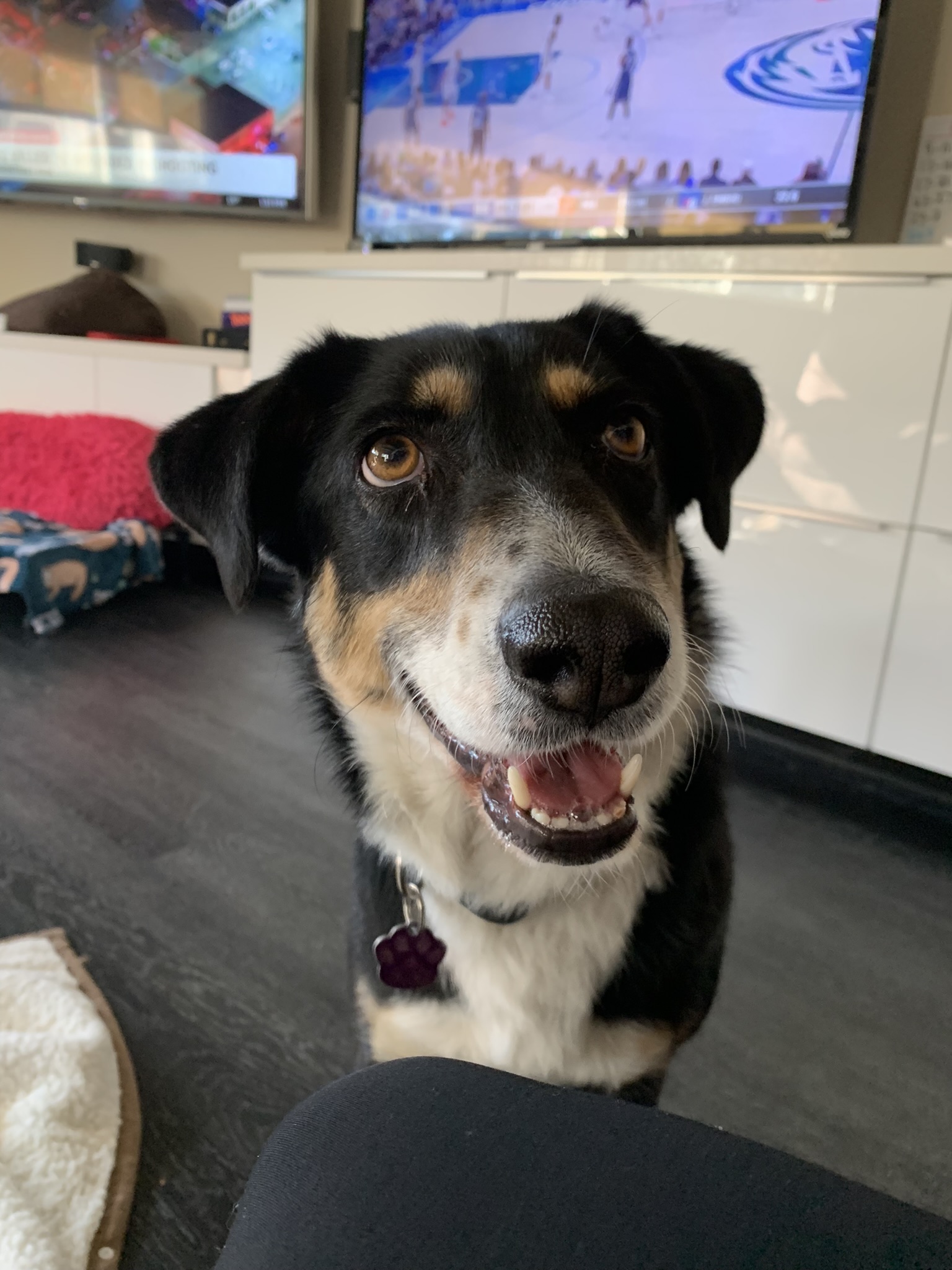 Asqntx Aussie Rescue 52 - ksp0cox
