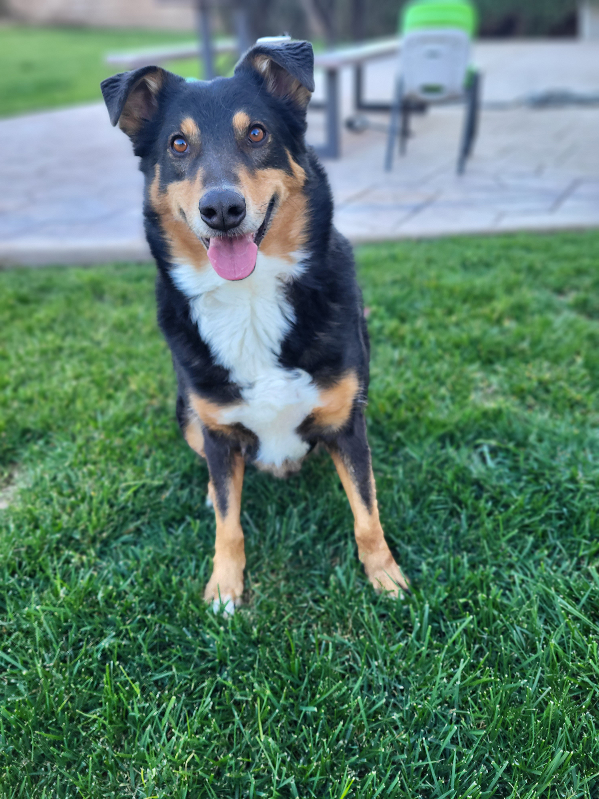 Aussie Rescue Houston - 3mbut8b