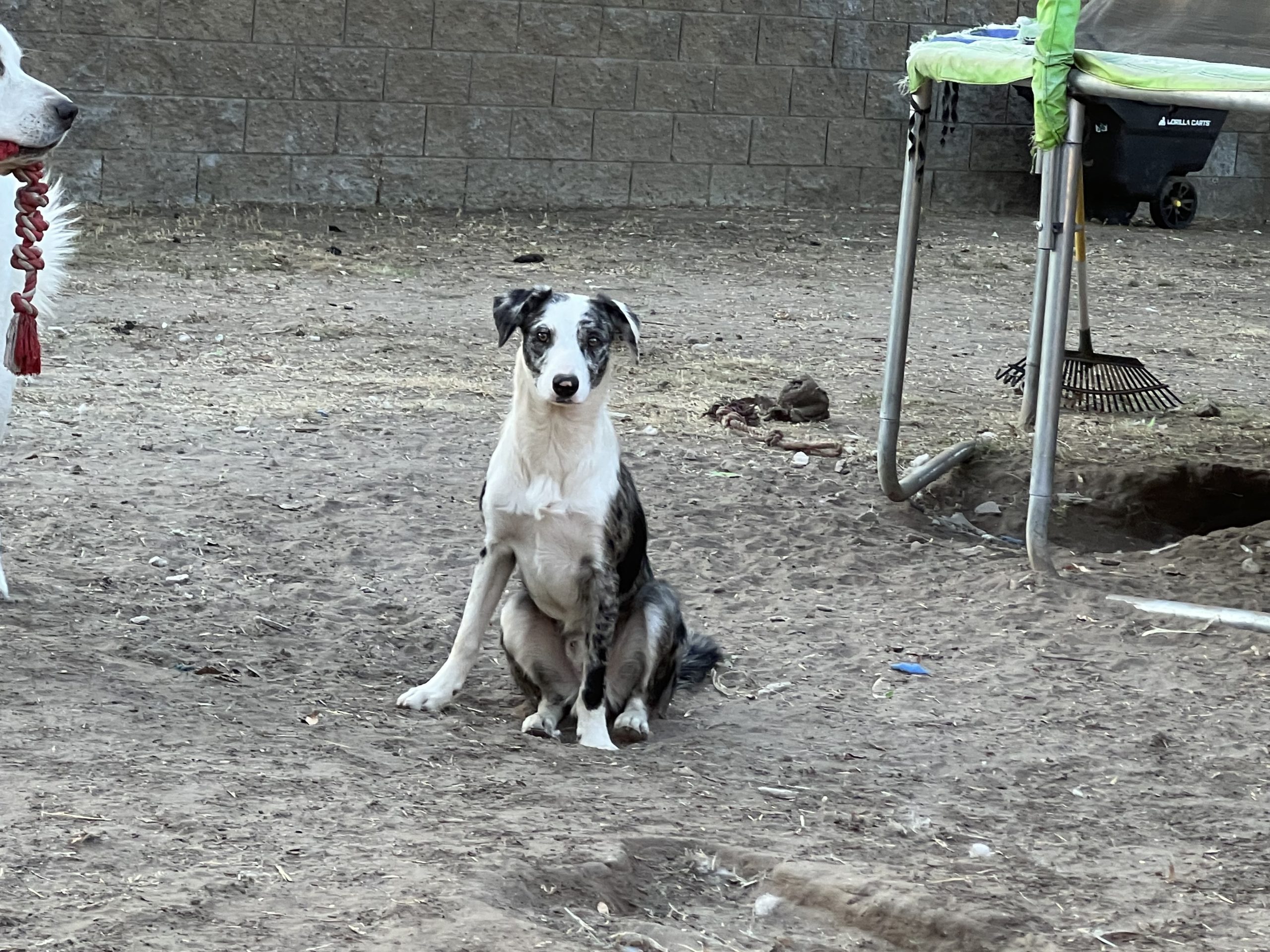 Aussie Rescue Houston - caeqhrt